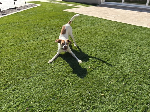 Pet-friendly artificial turf