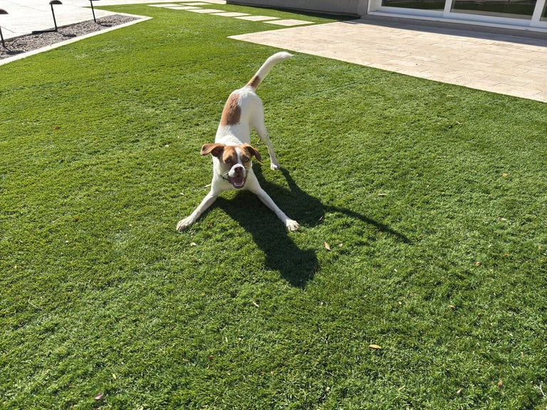 Pet-friendly turf installation
