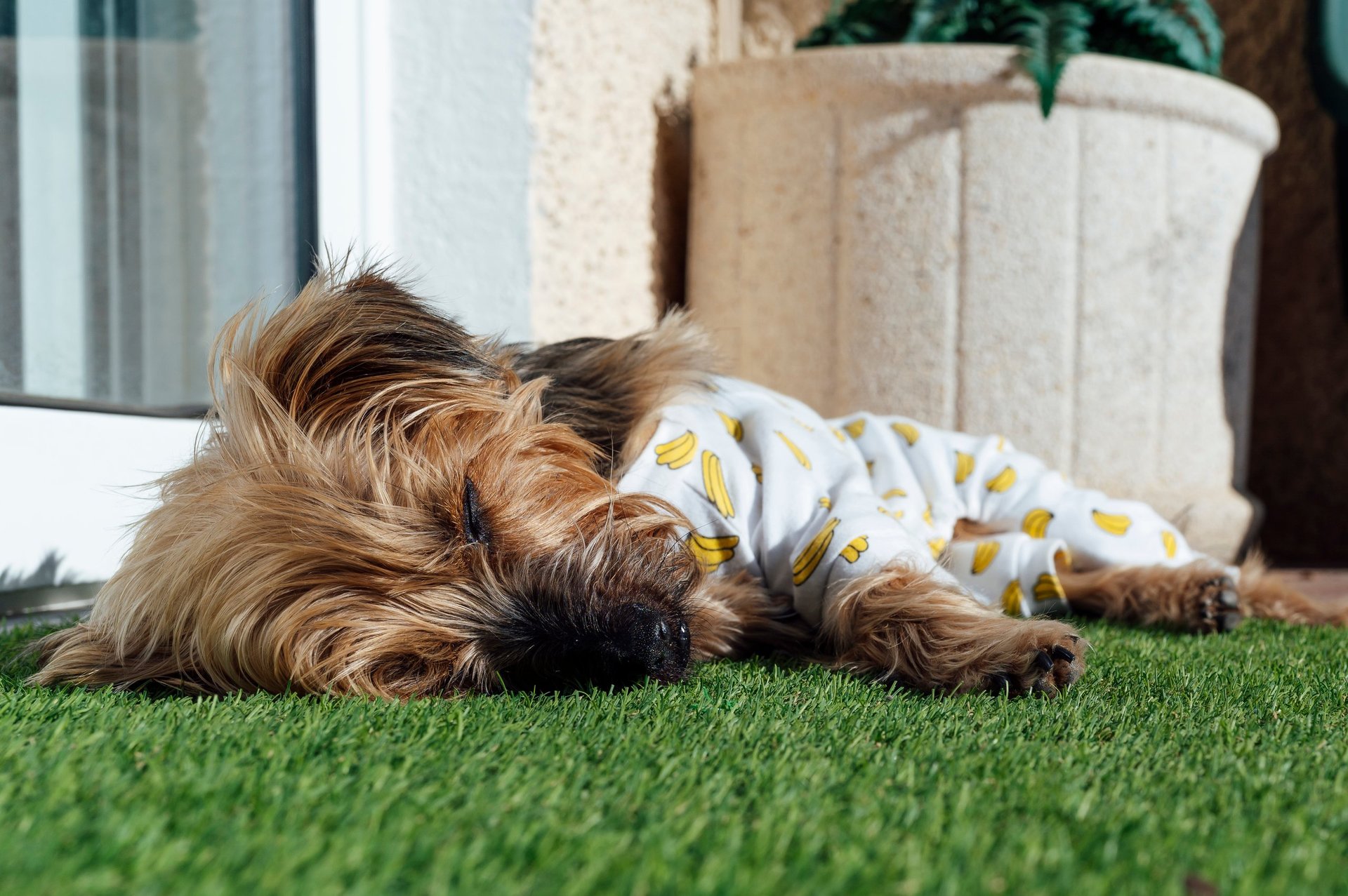 Dog on artificial grass