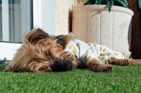 Pet turf maintenance